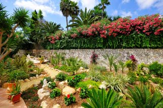 jardín con palmeras de villa Alegre