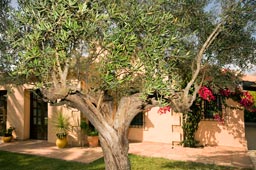 Villa de alquiler en la costa