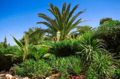 Palmen in uw zon vakantie